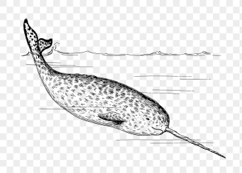 Narwhal png sticker, sea life | Free PNG - rawpixel