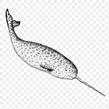 Narwhal png sticker, sea life | Free PNG - rawpixel