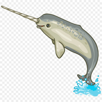 Narwhal Porpoise Dolphin Marine mammal Cetacea - narwhal Narwhal Porpoise Dolphin Marine mammal Cetacea - narwhal