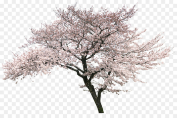National Cherry Blossom Festival Tree - Cherry blossoms cherry tree 