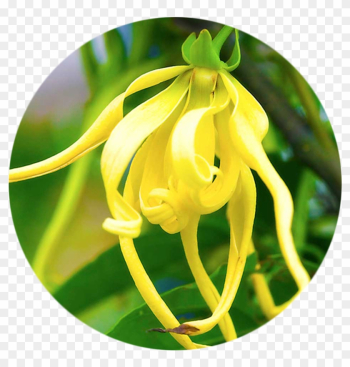 Natural Bath &amp; Body Ylang Ylang After Bath Milk