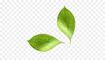 Natural environment Leaf Moisture Water Biophysical environment - visible 