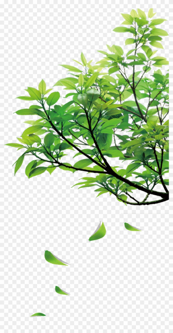 Natural Green Leaves - Nature Png Natural Green Leaves - Nature Png
