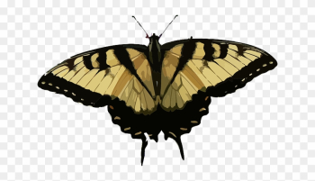 Nature Animal, Butterfly, Insect, Nature - Free Cliparts Schmetterling Blau Nature Animal, Butterfly, Insect, Nature - Free Cliparts Schmetterling Blau