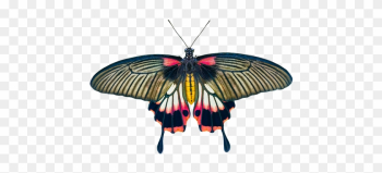 Nature, Animals, Butterfly, Insect - Coussin Pink Butterfly, Orange Nature, Animals, Butterfly, Insect - Coussin Pink Butterfly, Orange