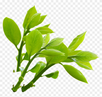 Nature Branches Png Photo - Nature Png Nature Branches Png Photo - Nature Png