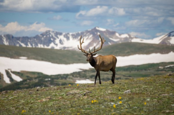 Nature Elk Wildlife Adventure Mountains Nature Elk Wildlife Adventure Mountains