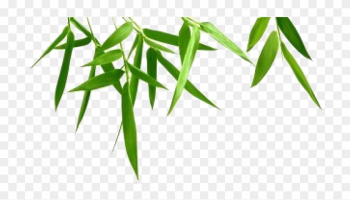 Nature - Epidendrum Nature - Epidendrum