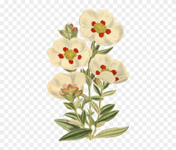 Nature, Flower, Leaf, Plant, Isolated, Vintage, Blossom - Gum Rockrose