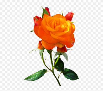 Nature, Flower, Rose, Blossom, Bloom, Isolated, Orange - Nature Nature, Flower, Rose, Blossom, Bloom, Isolated, Orange - Nature