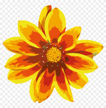 Nature Flowers - African Daisies Nature Flowers - African Daisies