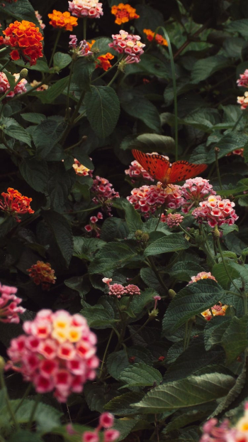 nature flowers summer shrub