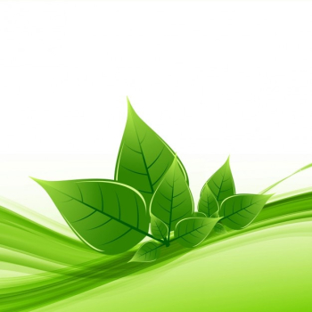 Nature leaf background Nature leaf background