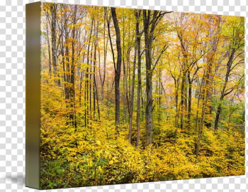 Nature Maple Tree, tree transparent background PNG clipart Nature Maple Tree, tree transparent background PNG clipart