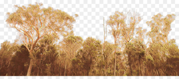 nature natural landscape grass tree field nature natural landscape grass tree field