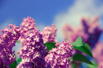 Nature Photography of Focus Pink Petaled Flower Nature Photography of Focus Pink Petaled Flower