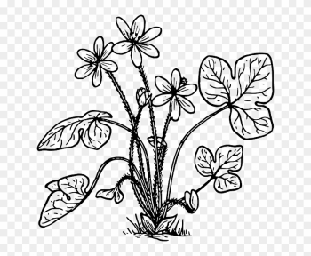 Nature, Plant, Flower, Biology, Botany - Hepatica Coloring