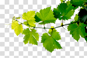 Nature PNG images - Grass png, Leaf png, Tree png free