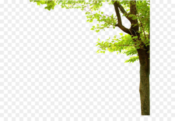 Nature Presentation Tree - Fresh green png Nature Presentation Tree - Fresh green png
