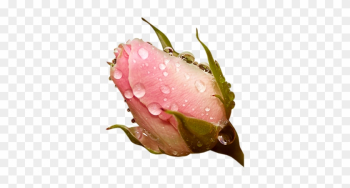 Nature Roses Nature Roses