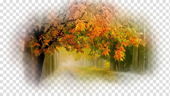 Nature Tree Desktop , tree transparent background PNG clipart Nature Tree Desktop , tree transparent background PNG clipart