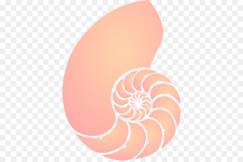 Nautilidae Clip art Seashell Coral Openclipart - seashell Nautilidae Clip art Seashell Coral Openclipart - seashell