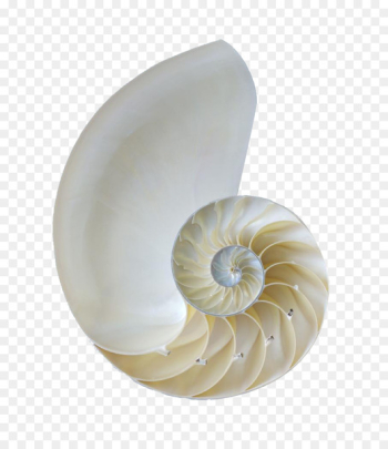Nautilidae Orthogastropoda Seashell Sea snail - White conch shell 
