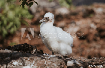 Nazca booby chick Nazca booby chick