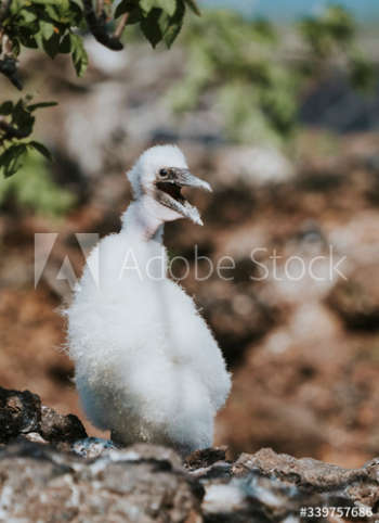 Nazca booby chick Nazca booby chick
