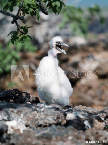 Nazca booby chick Nazca booby chick