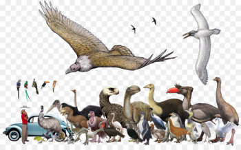 Near horn beast Elephant bird Animal Rhinoceros - bird Near horn beast Elephant bird Animal Rhinoceros - bird