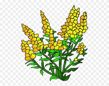 Nebraska State Flower - Kentucky State Flower Clipart Nebraska State Flower - Kentucky State Flower Clipart