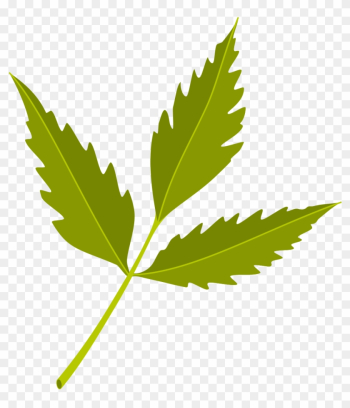 Neem Tree Neem Oil Azadirachtin Neem Cake - Neem Leaf Vector Png