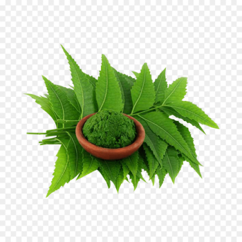 Neem Tree Neem oil Extract Plant - neem leaf 