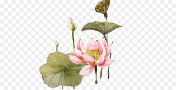 Nelumbo nucifera 2012 Lotus Evora Illustration - Watercolor lotus lotus 