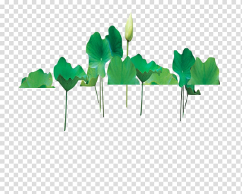 Nelumbo nucifera Aquatic plant u82b1u854a, Lotus leaf transparent background PNG clipart