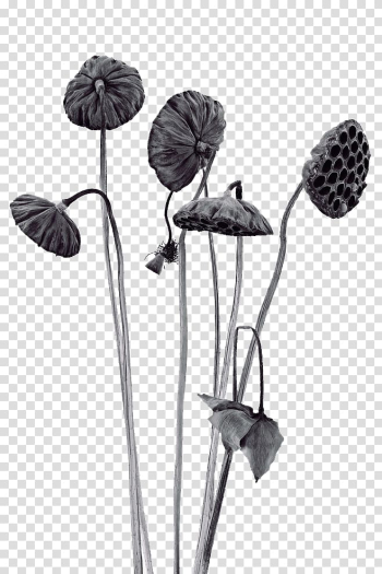 Nelumbo nucifera Budaya Tionghoa Lotus effect Icon, Shower transparent background PNG clipart