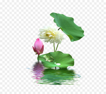 Nelumbo nucifera Download - Lotus lotus Nelumbo nucifera Download - Lotus lotus