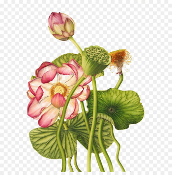 Nelumbo nucifera Egyptian lotus Exotic Botany Botanical illustration - Lotus 