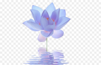 Nelumbo nucifera Egyptian lotus Flower Blue Lilium - Blue Lotus 