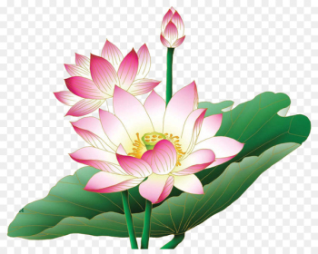 Nelumbo nucifera Egyptian lotus Flower Clip art - floral png 