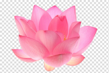 Nelumbo nucifera Egyptian lotus Flower Lotus seed, flower transparent background PNG clipart
