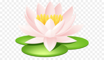 Nelumbo nucifera Egyptian lotus Nymphaea lotus Lotus seed Sacred Lotus Tattoo - Water Lily Transparent PNG Image 