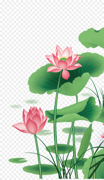 Nelumbo nucifera Euclidean vector - Lotus Vector Nelumbo nucifera Euclidean vector - Lotus Vector