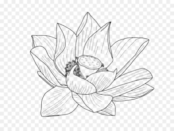 Nelumbo nucifera Flower Drawing Egyptian lotus Clip art - lotus flower 
