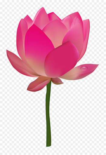 Nelumbo nucifera Flower Lotus - Lotus Flower Nelumbo nucifera Flower Lotus - Lotus Flower