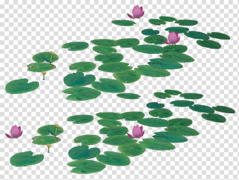 Nelumbo nucifera Icon, Lotus leaf transparent background PNG clipart