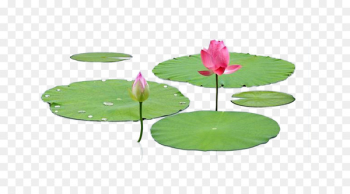 Nelumbo nucifera Leaf Lotus effect - Lotus leaf lotus leaf photography material 