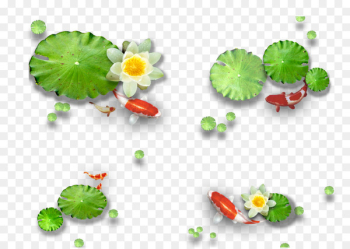 Nelumbo nucifera Lotus effect Leaf - Lotus Nelumbo nucifera Lotus effect Leaf - Lotus