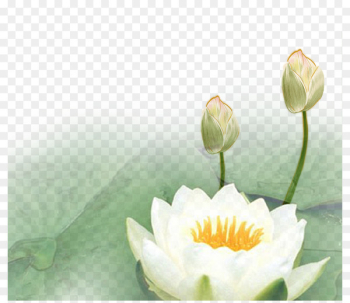 Nelumbo nucifera Lotus Euclidean vector - Lotus lotus lotus Nelumbo nucifera Lotus Euclidean vector - Lotus lotus lotus